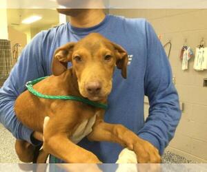 Mutt Dogs for adoption in Riverside, CA, USA