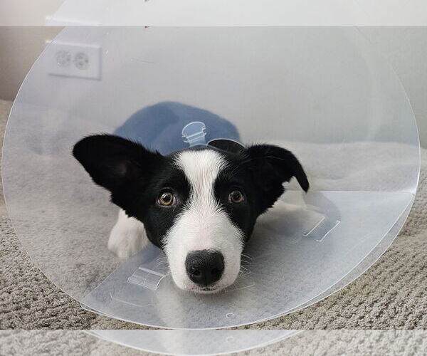 Medium Photo #4 Border Collie-Unknown Mix Puppy For Sale in Denver , CO, USA