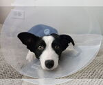 Small #3 Border Collie Mix