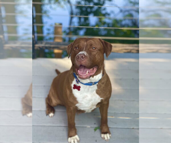 Medium Photo #37 Mutt Puppy For Sale in Mount Laurel, NJ, USA