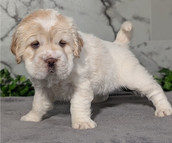 Medium Photo #88 Cocker-Pei Puppy For Sale in GOSHEN, IN, USA