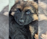 Puppy Puppy 2 German Shepherd Dog
