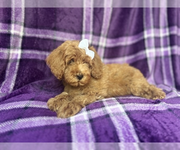 Medium Photo #3 Cock-A-Poo Puppy For Sale in LAKELAND, FL, USA