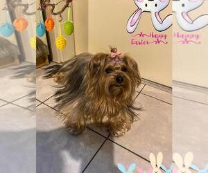 Yorkshire Terrier Puppy for sale in GRANGERLAND, TX, USA