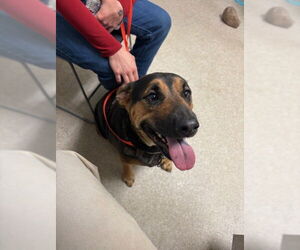 Mutt Dogs for adoption in Bakersfield, CA, USA