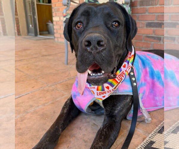 Medium Photo #3 Mutt Puppy For Sale in Goodyear, AZ, USA
