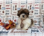 Small #4 Shih-Poo