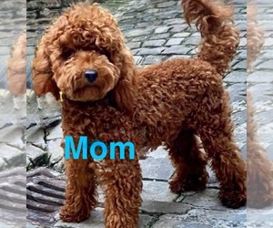 Mother of the Cavapoo puppies born on 08/13/2025