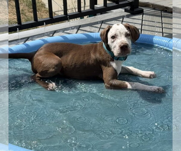 Medium Photo #6 Coonhound-Unknown Mix Puppy For Sale in Des Moines, IA, USA