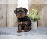 Puppy Trixie Yorkshire Terrier
