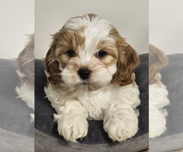 Medium Photo #6 Cavapoo Puppy For Sale in FAIR GROVE, MO, USA