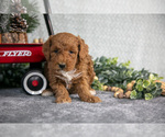 Puppy Victor Goldendoodle (Miniature)