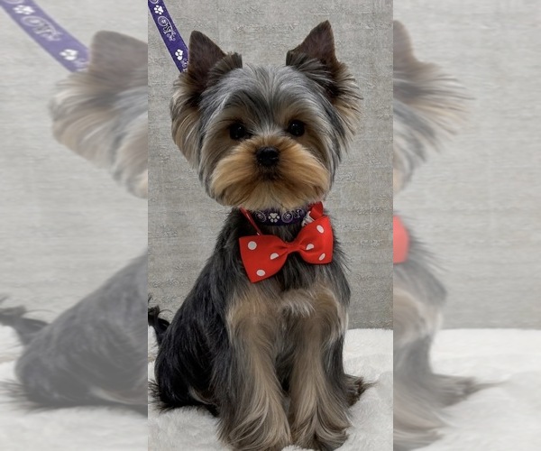 Medium Photo #1 Yorkshire Terrier Puppy For Sale in ROANOKE, VA, USA