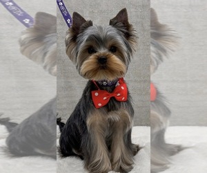Yorkshire Terrier Puppy for sale in ROANOKE, VA, USA