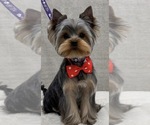 Tino - Male Yorkshire Terrier Puppy for Sale - Small photo