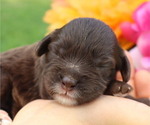 Small #9 Cavapoo