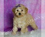 Puppy Fresca Poodle (Miniature)