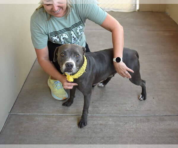Medium Photo #3 American Pit Bull Terrier-Unknown Mix Puppy For Sale in McKinney, TX, USA