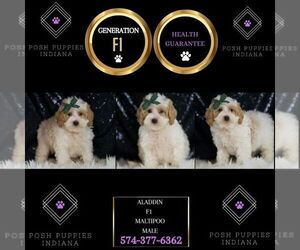 Maltipoo Puppy for sale in WARSAW, IN, USA