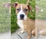 Small American Pit Bull Terrier-Bulldog Mix