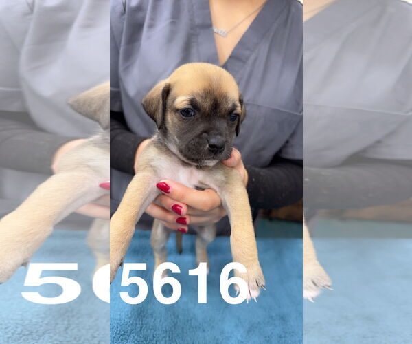 Medium Photo #1 Dachshund-Unknown Mix Puppy For Sale in Chico, CA, USA