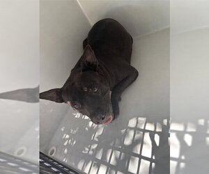 Mutt Dogs for adoption in Houston, TX, USA