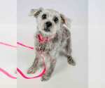 Small #11 Poodle (Miniature) Mix