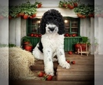 Small #1 Bernedoodle