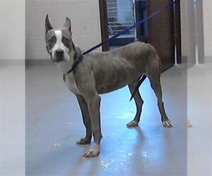 American Pit Bull Terrier-Unknown Mix Dogs for adoption in Fayetteville, NC, USA