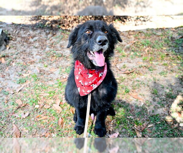 Medium Photo #3 German Shepherd Dog-Unknown Mix Puppy For Sale in Ocala, FL, USA