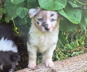 Medium Border-Aussie