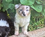 Puppy Puppy 8 Border-Aussie