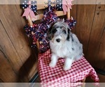 Small Photo #6 Bernedoodle (Miniature) Puppy For Sale in BLACK FOREST, CO, USA