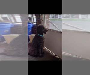 Mollie (AL-1) - Female Mutt Dog for Adoption - Photo #17
