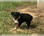 Small Photo #7 Australian Shepherd Puppy For Sale in ASHLAND CITY, TN, USA