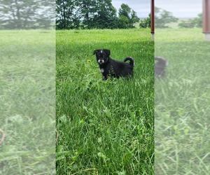 Medium Alaskan Klee Kai-Pomeranian Mix