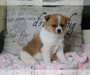 Pom Terrier Puppy for sale in FREDERICKSBG, OH, USA