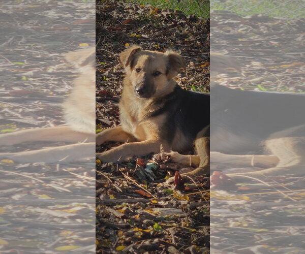 Medium Photo #1 Mutt Puppy For Sale in Bloomingdale, NJ, USA