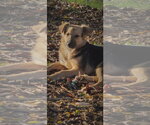 Summer - Female Mutt Dog for Adoption - Small photo