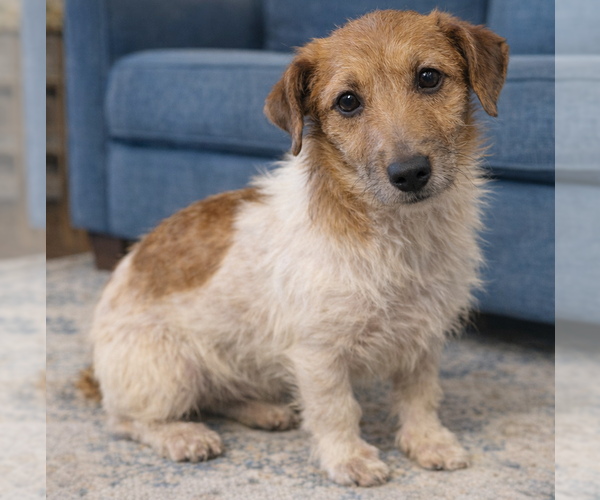 Medium Photo #1 Jack Russell Terrier Puppy For Sale in Grovertown, IN, USA