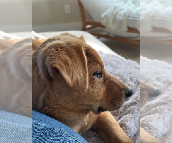 Medium Photo #13 Mutt Puppy For Sale in Sandy, UT, USA
