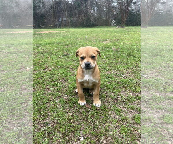 Medium Photo #3 Labrador Retriever-Red Heeler Mix Puppy For Sale in The Woodlands, TX, USA