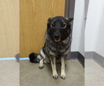 Small Norwegian Elkhound
