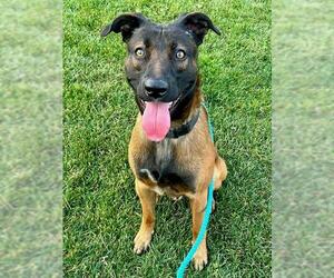 Mutt Dogs for adoption in Sacramento, CA, USA