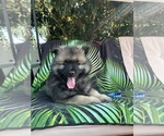 Small #5 Keeshond