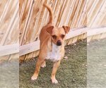 Small Photo #3 Dachshund-Unknown Mix Puppy For Sale in Anaheim Hills, CA, USA