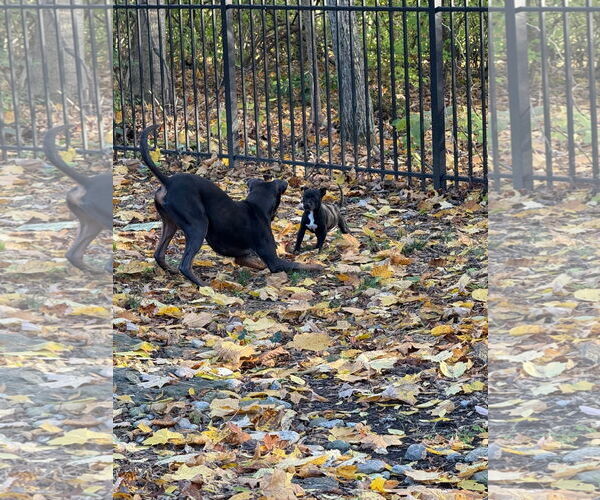 Medium Photo #5 American Pit Bull Terrier-Unknown Mix Puppy For Sale in Germantown, OH, USA