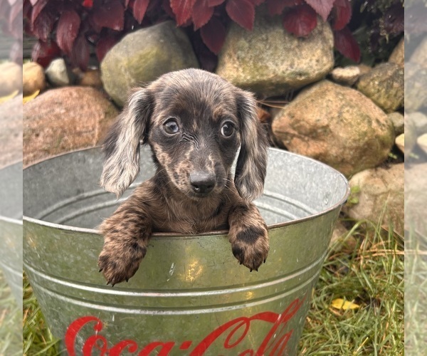 Medium Photo #6 Dachshund Puppy For Sale in MIDDLEBURY, IN, USA