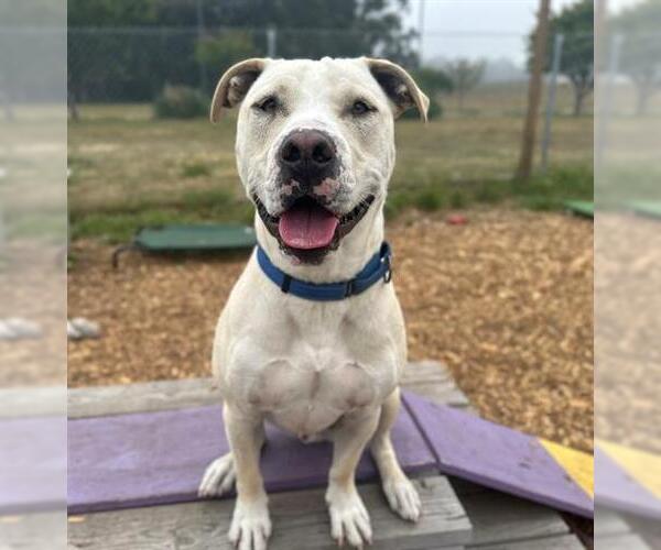 Medium Photo #5 American Pit Bull Terrier Puppy For Sale in McKinleyville, CA, USA