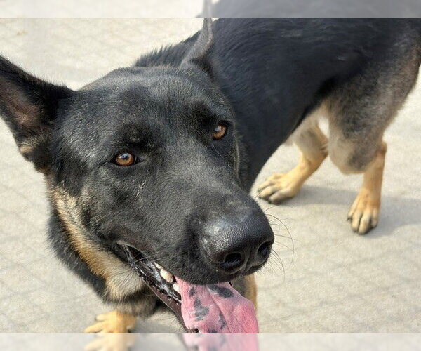 Medium Photo #1 German Shepherd Dog-Unknown Mix Puppy For Sale in Tulsa, OK, USA